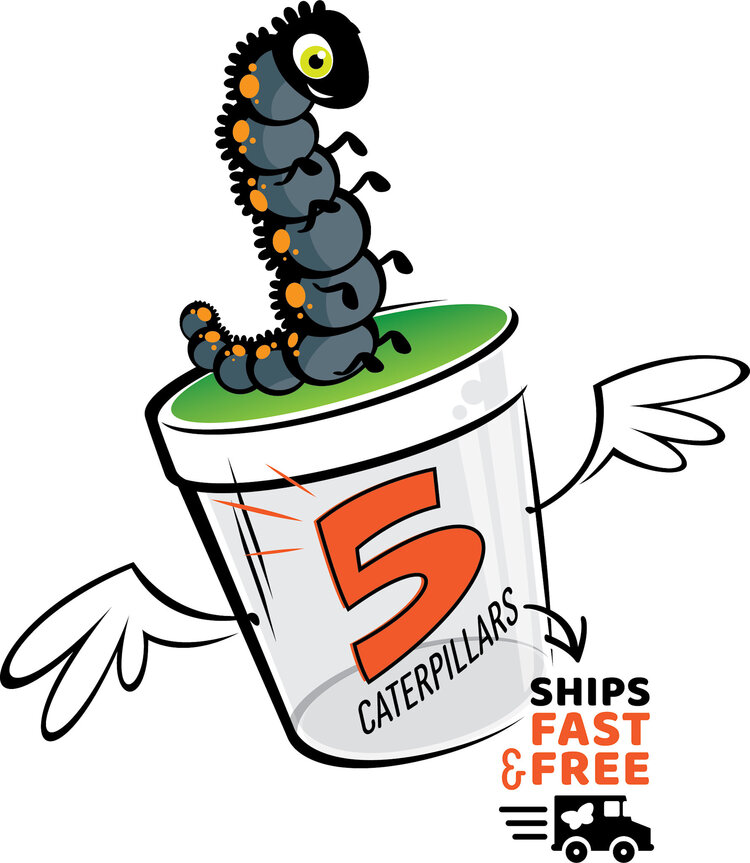 Insect Lore Butterfly Garden with Prepaid Voucher