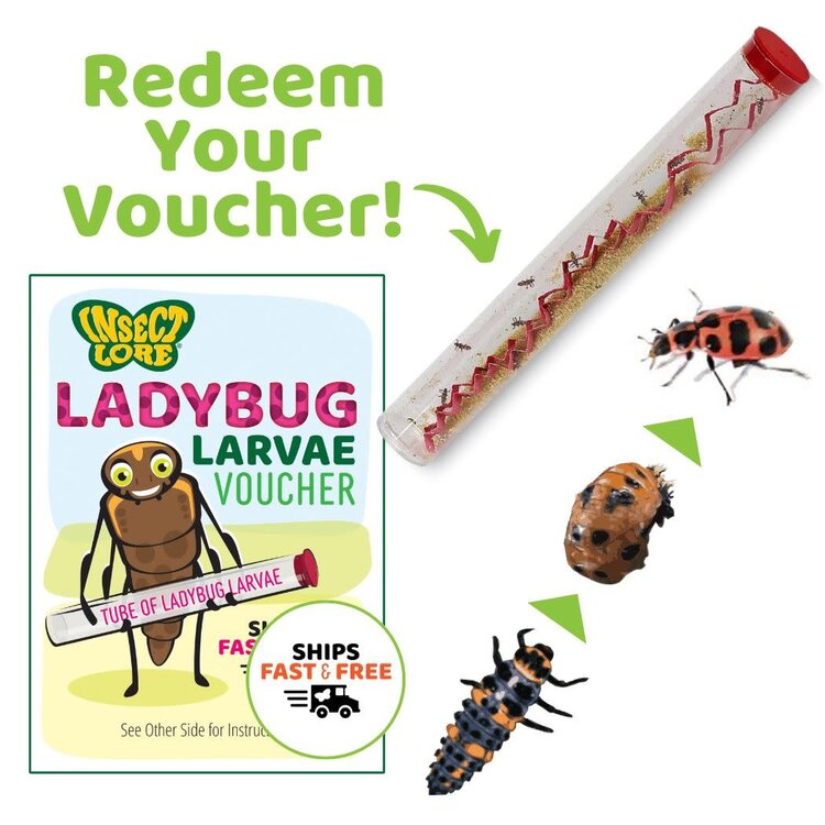 Insect Lore Ladybug Land with Prepaid Voucher