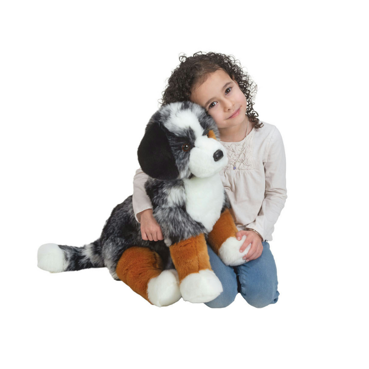 Aspen Australian Shepherd