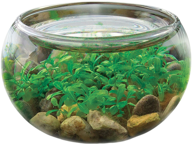 Mini Water Plant Case