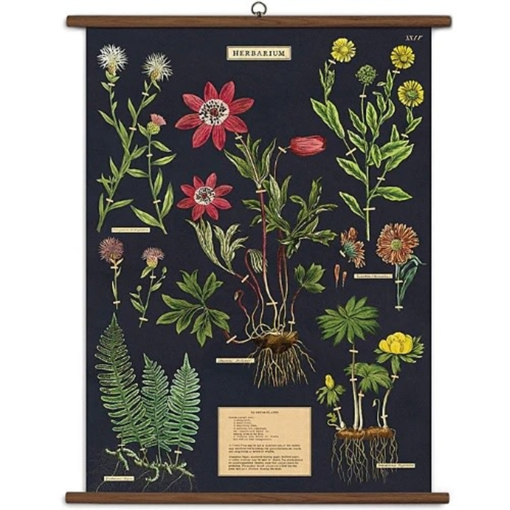 Herbarium School Chart