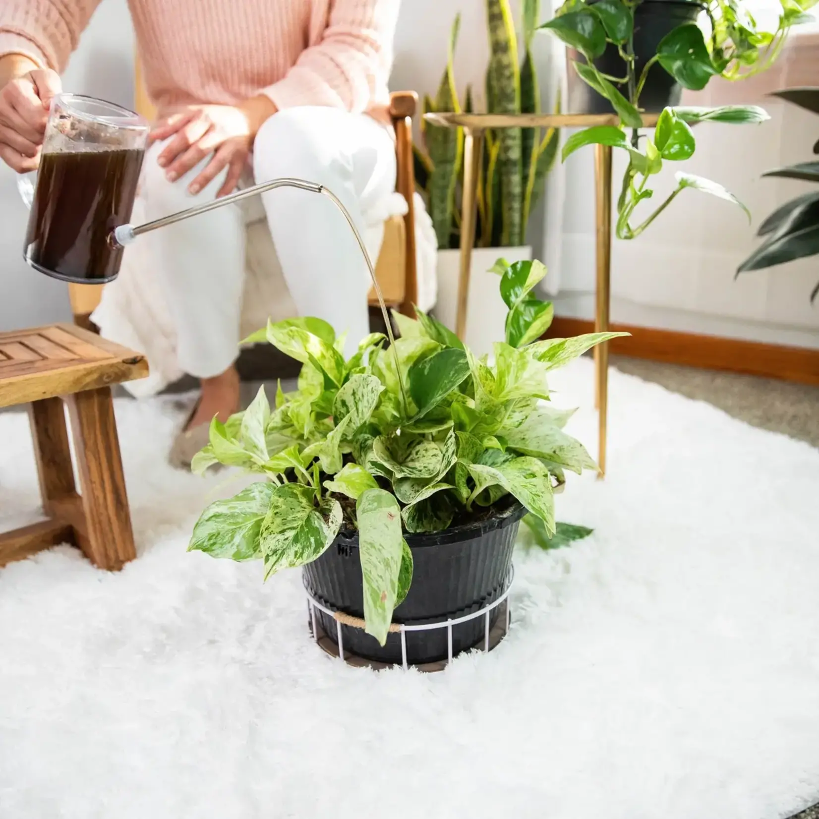 Instant Plant Support Houseplant & Indoor Plant Probiotics