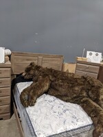 10 Inch RV Queen Euro Top Mattress