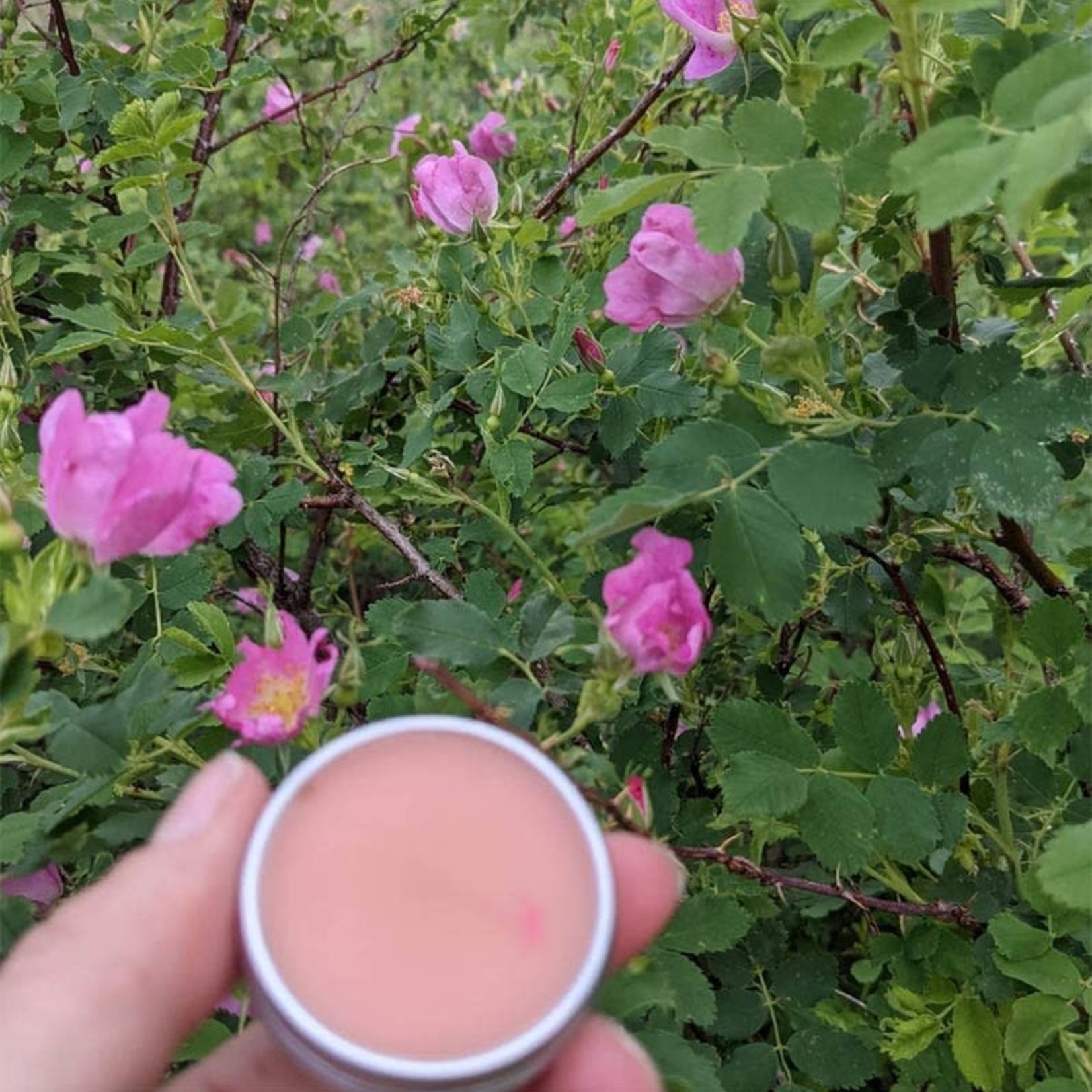 East Side Remedios Jemez Rose Lip Balm by East Side Remedios