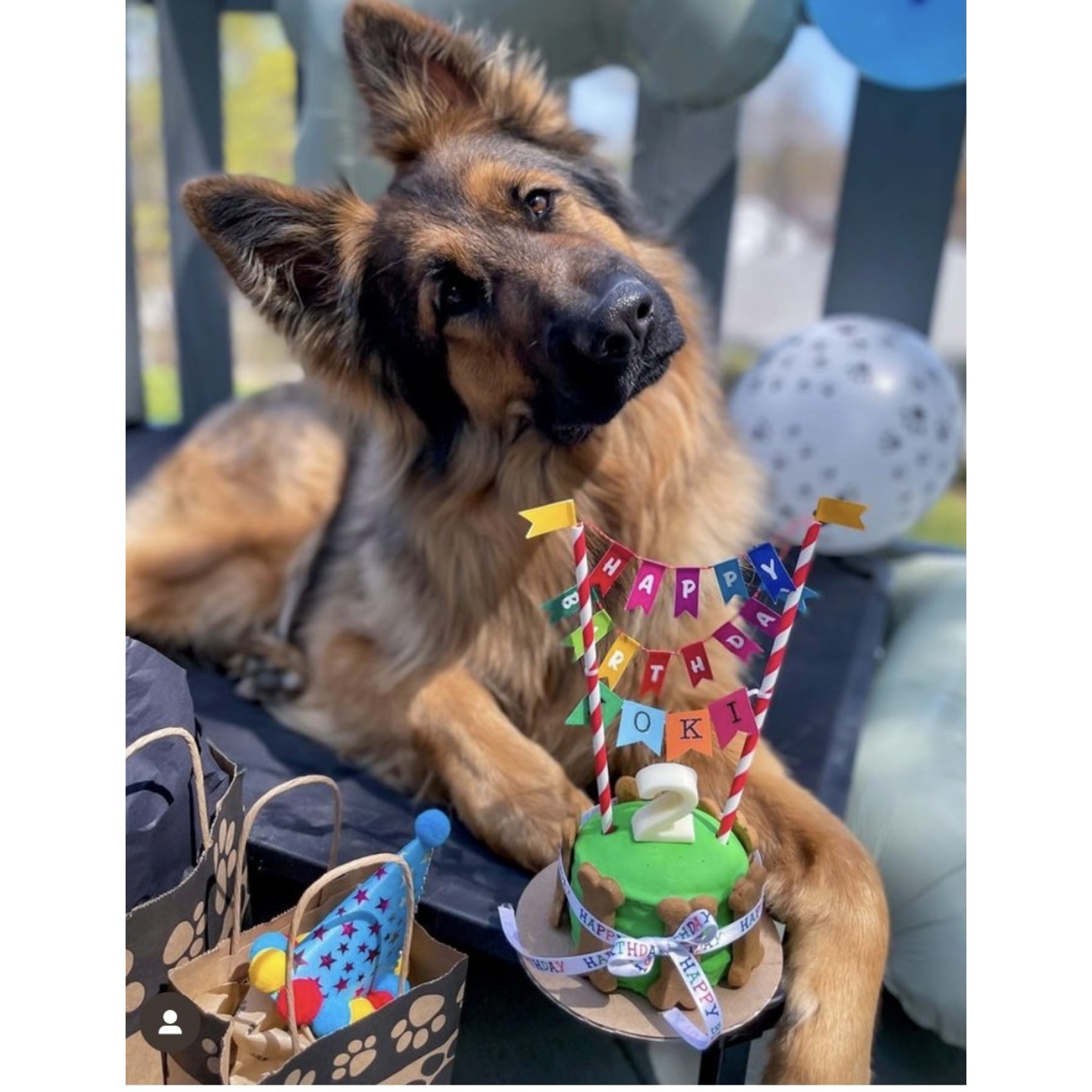 Bakery Birthday WOOF Signature Layer Cake w/Bones