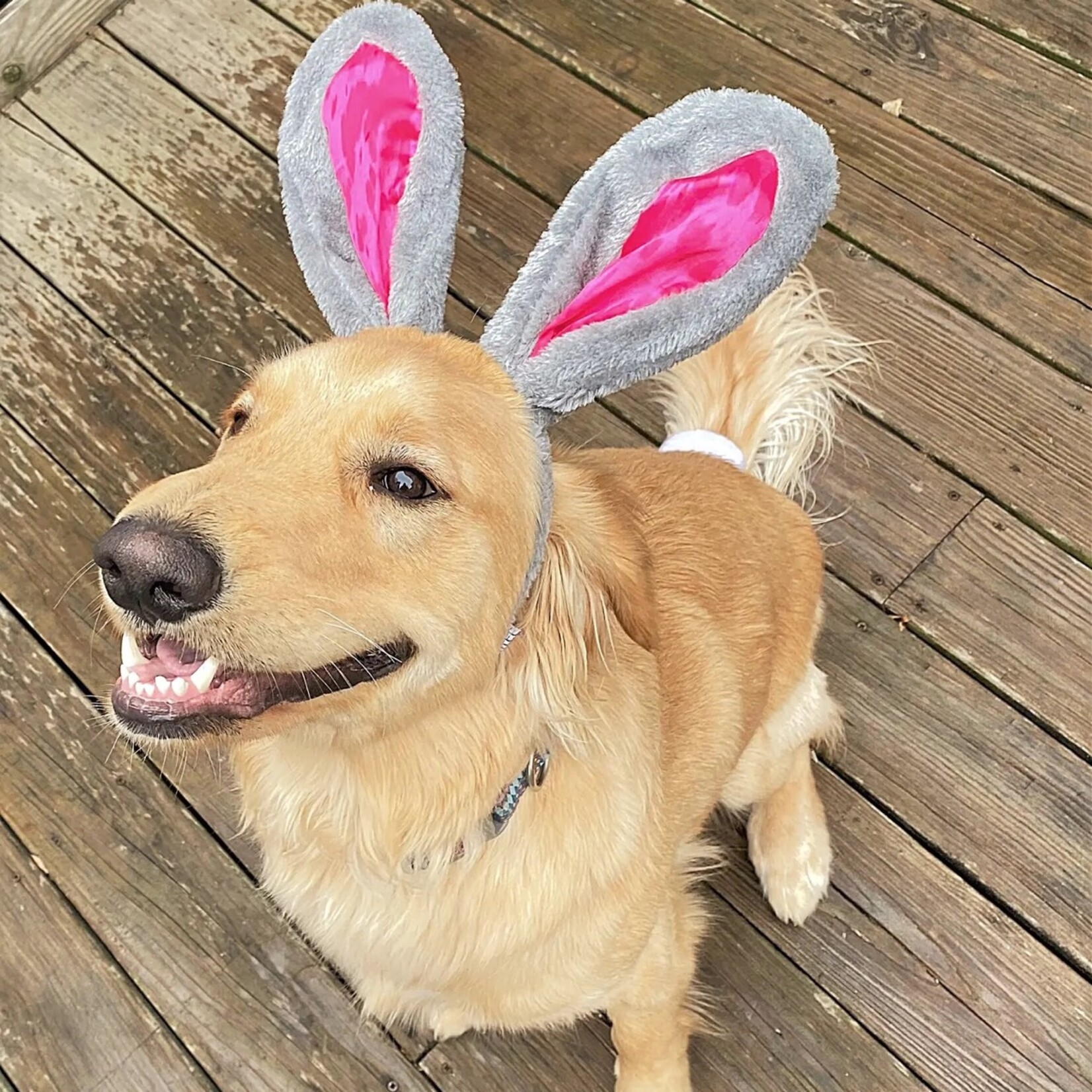 Easter Midlee Headband Bunny Ears w/Tail Set