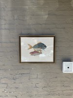 GOODWOOD Fish Lithograph