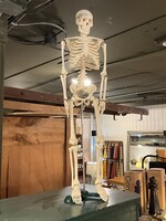 GOODWOOD Vintage Skeleton Anatomical Model