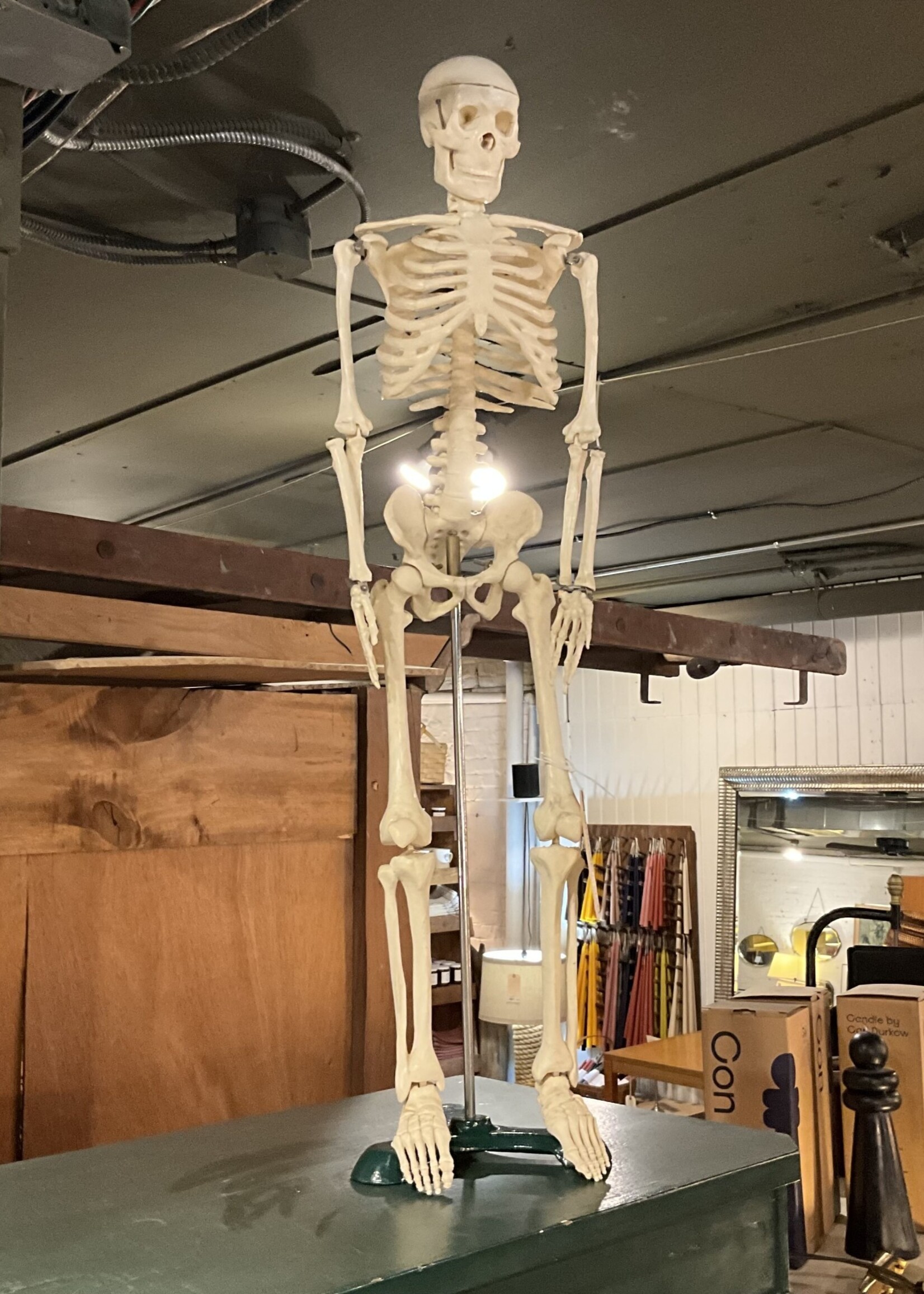 GOODWOOD Vintage Skeleton Anatomical Model