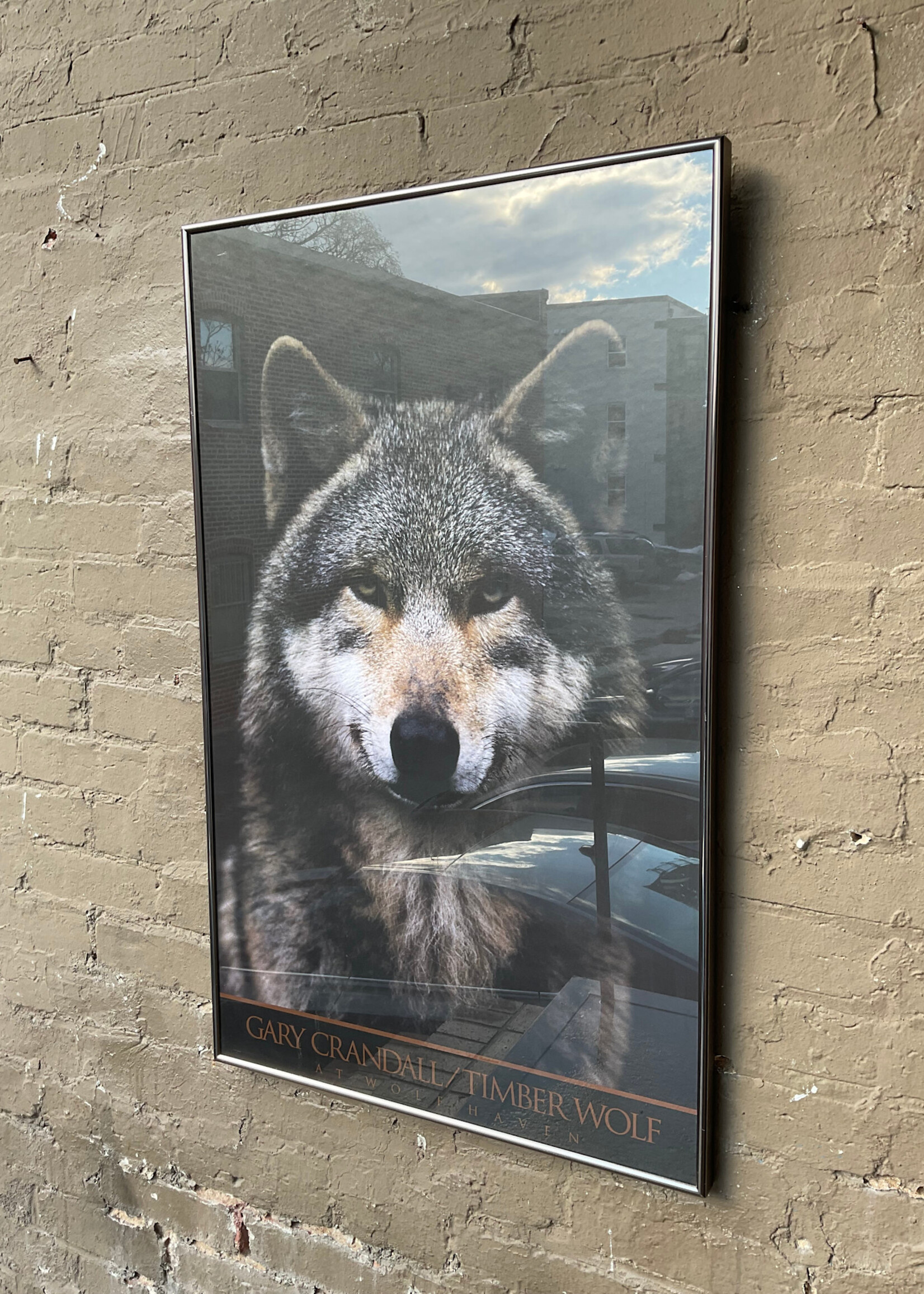 GOODWOOD Timber Wolf Poster