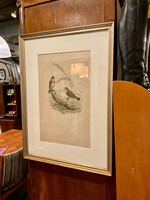 GOODWOOD Antique Bird Print