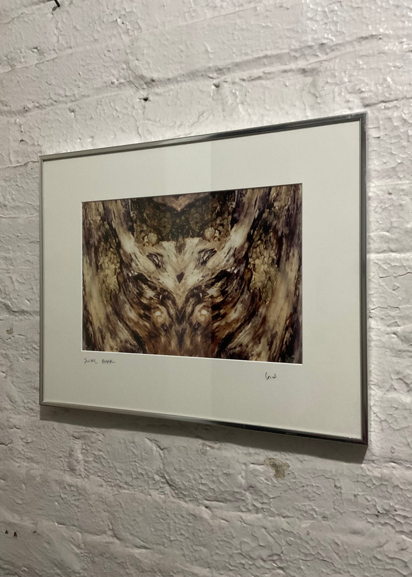 GOODWOOD Photograph, Swirl Bark