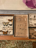 GOODWOOD Set of Vintage Insect Collection Boxes