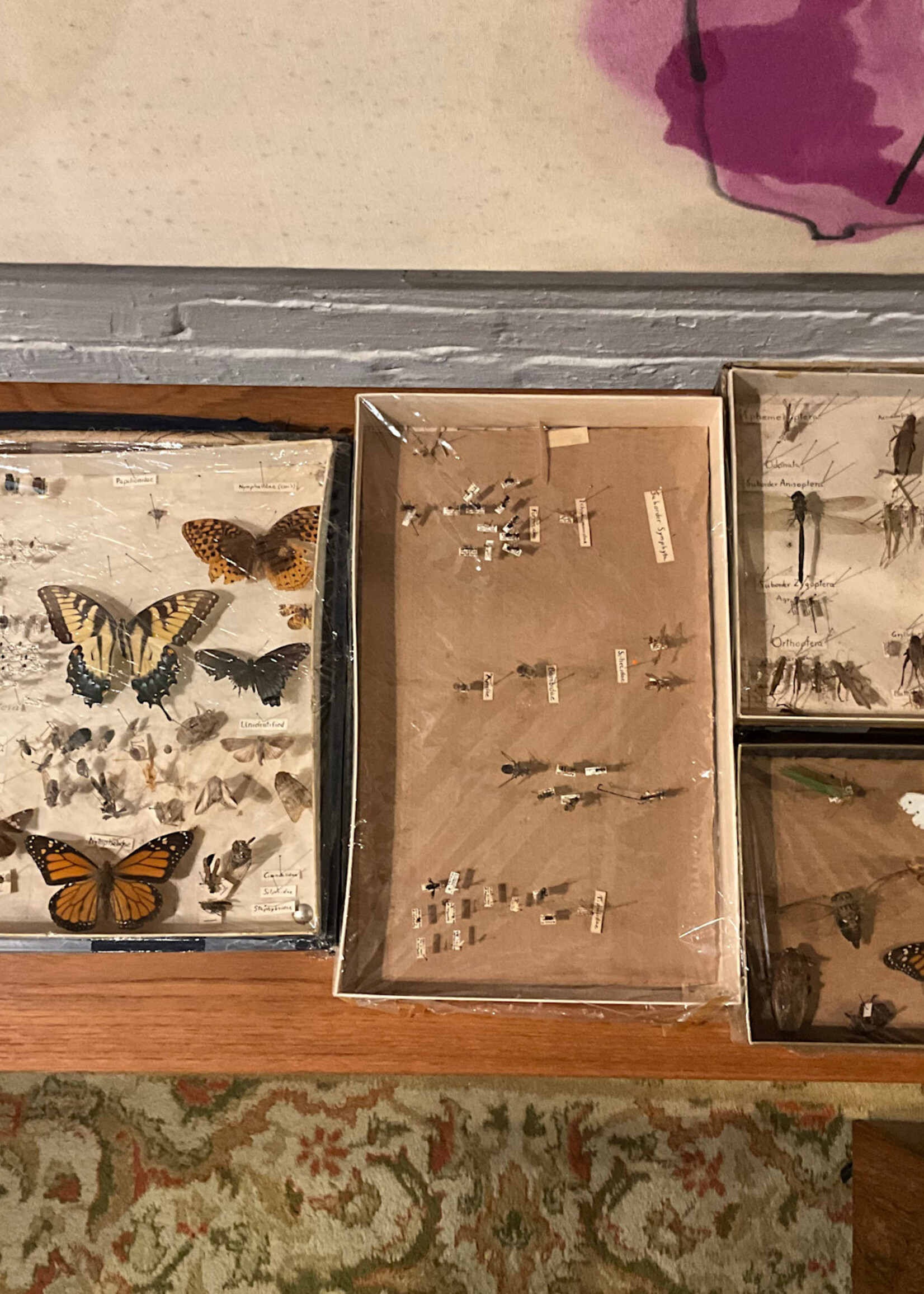 GOODWOOD Set of Vintage Insect Collection Boxes
