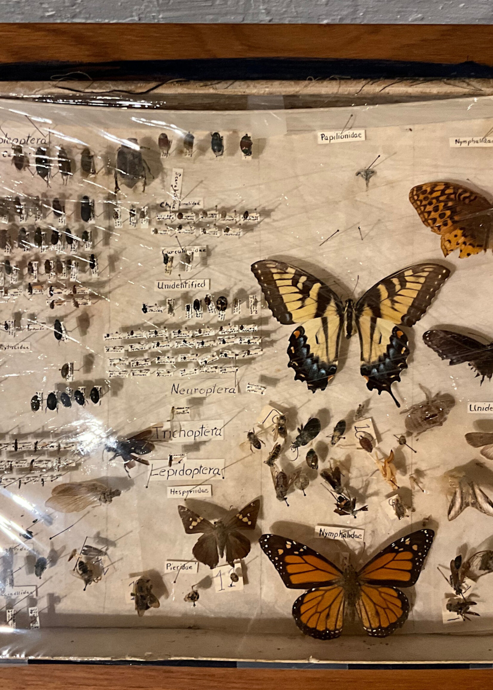 GOODWOOD Set of Vintage Insect Collection Boxes