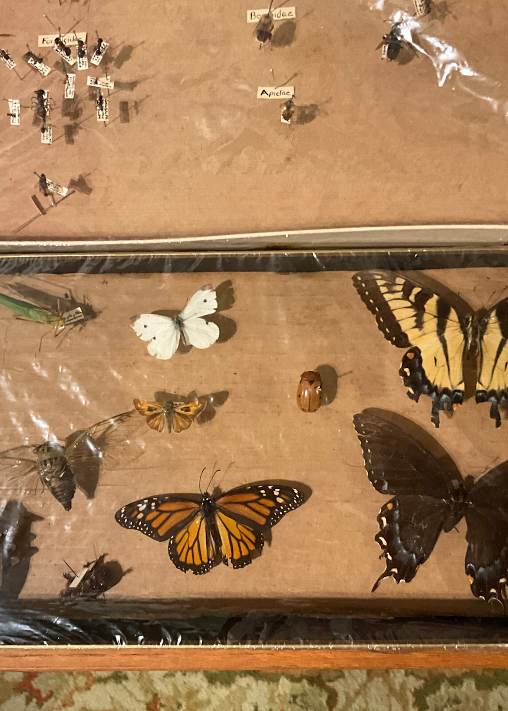 GOODWOOD Set of Vintage Insect Collection Boxes
