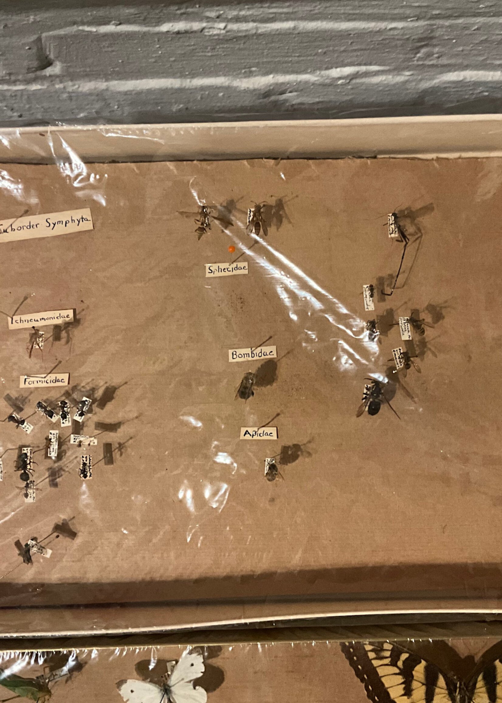 GOODWOOD Set of Vintage Insect Collection Boxes