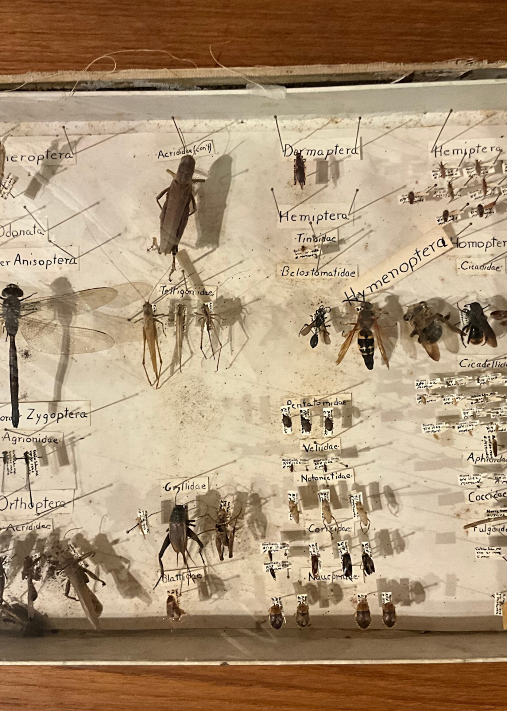 GOODWOOD Set of Vintage Insect Collection Boxes