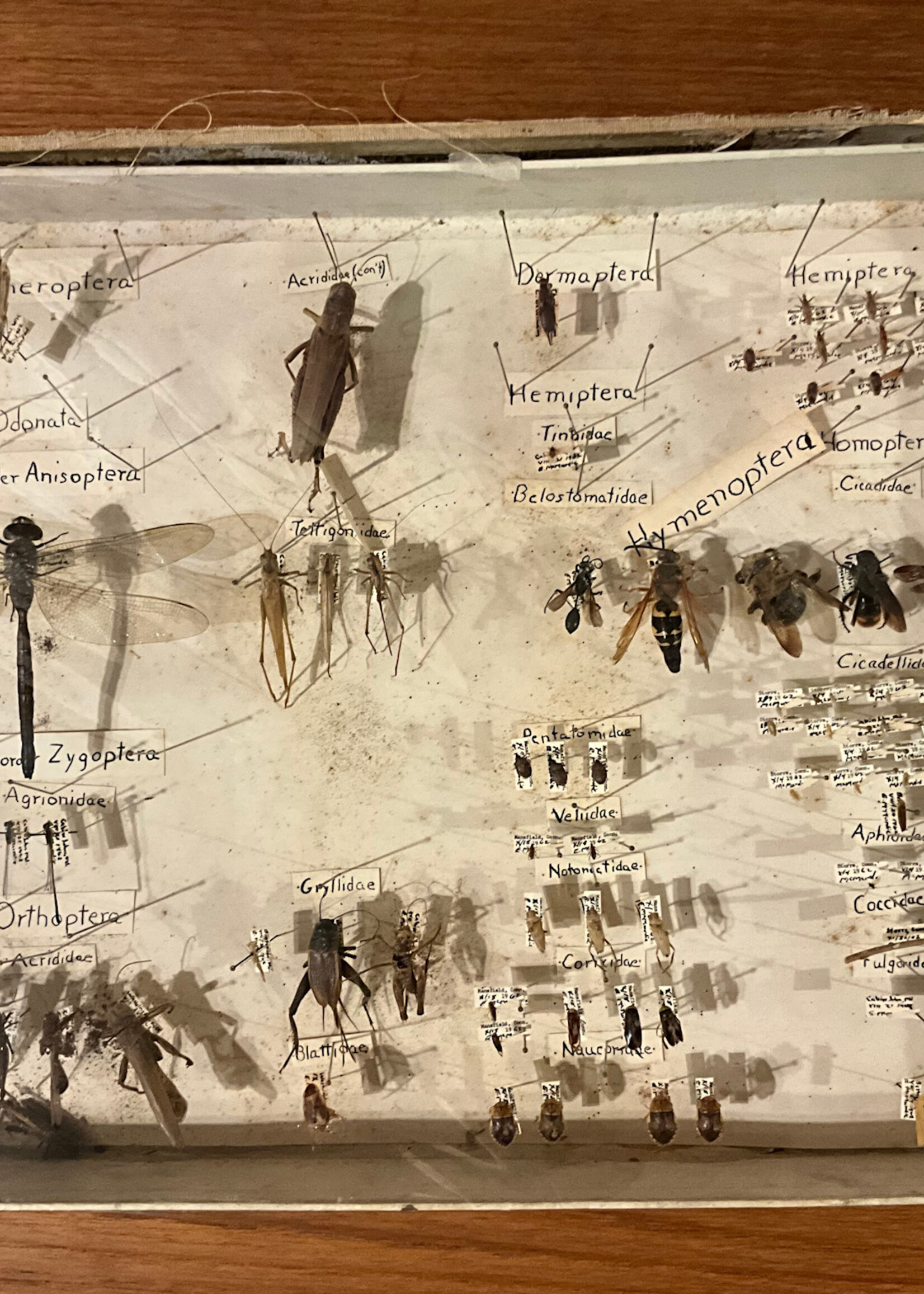 GOODWOOD Set of Vintage Insect Collection Boxes