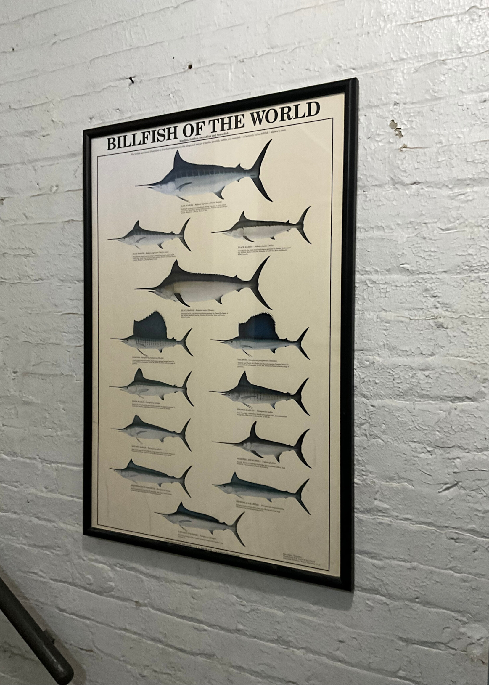 GOODWOOD Billfish of the World Poster