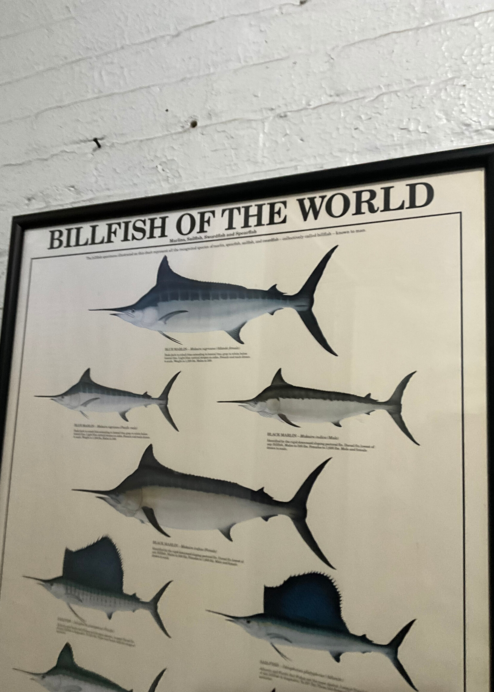 GOODWOOD Billfish of the World Poster