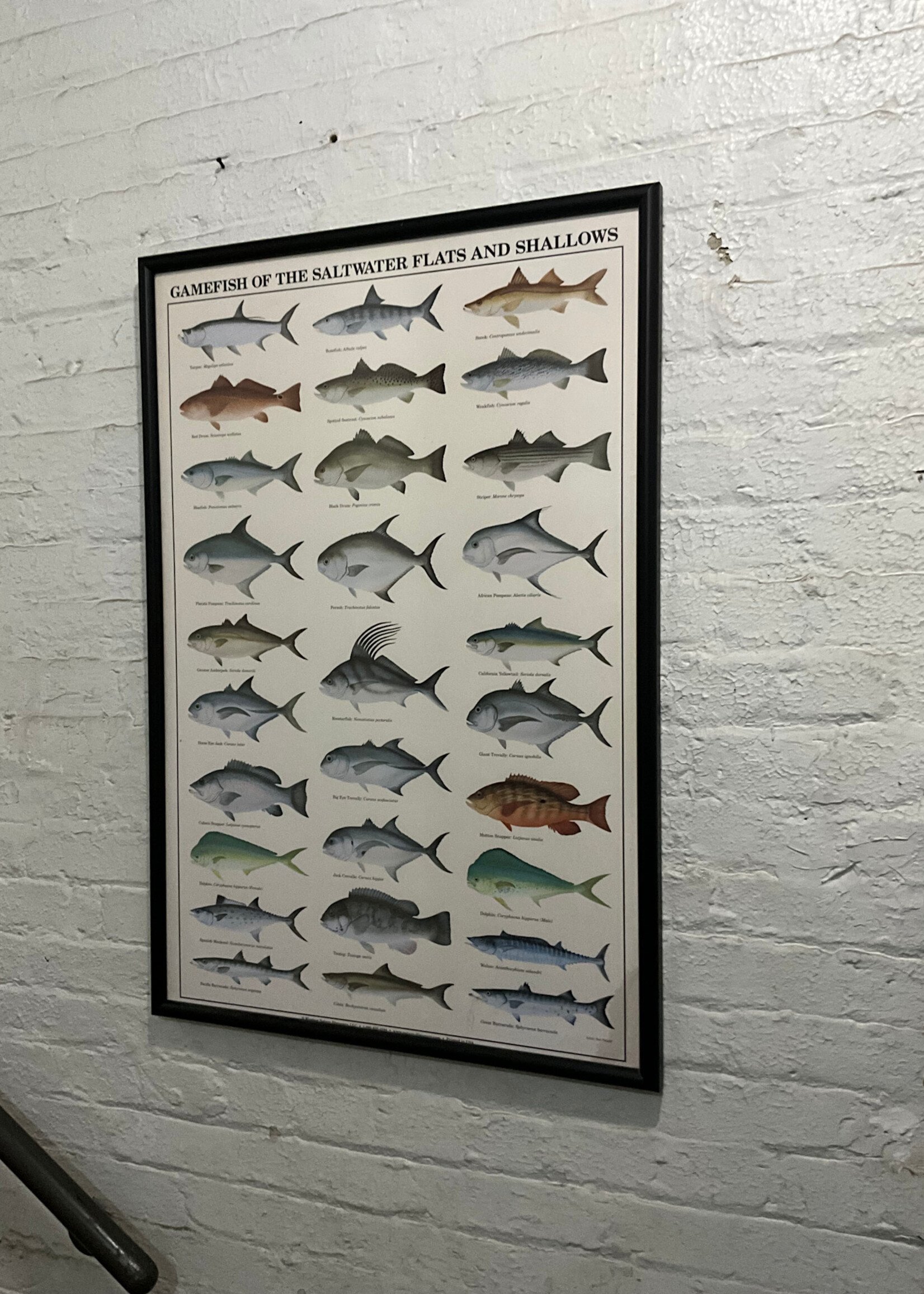 GOODWOOD Gamefish Poster