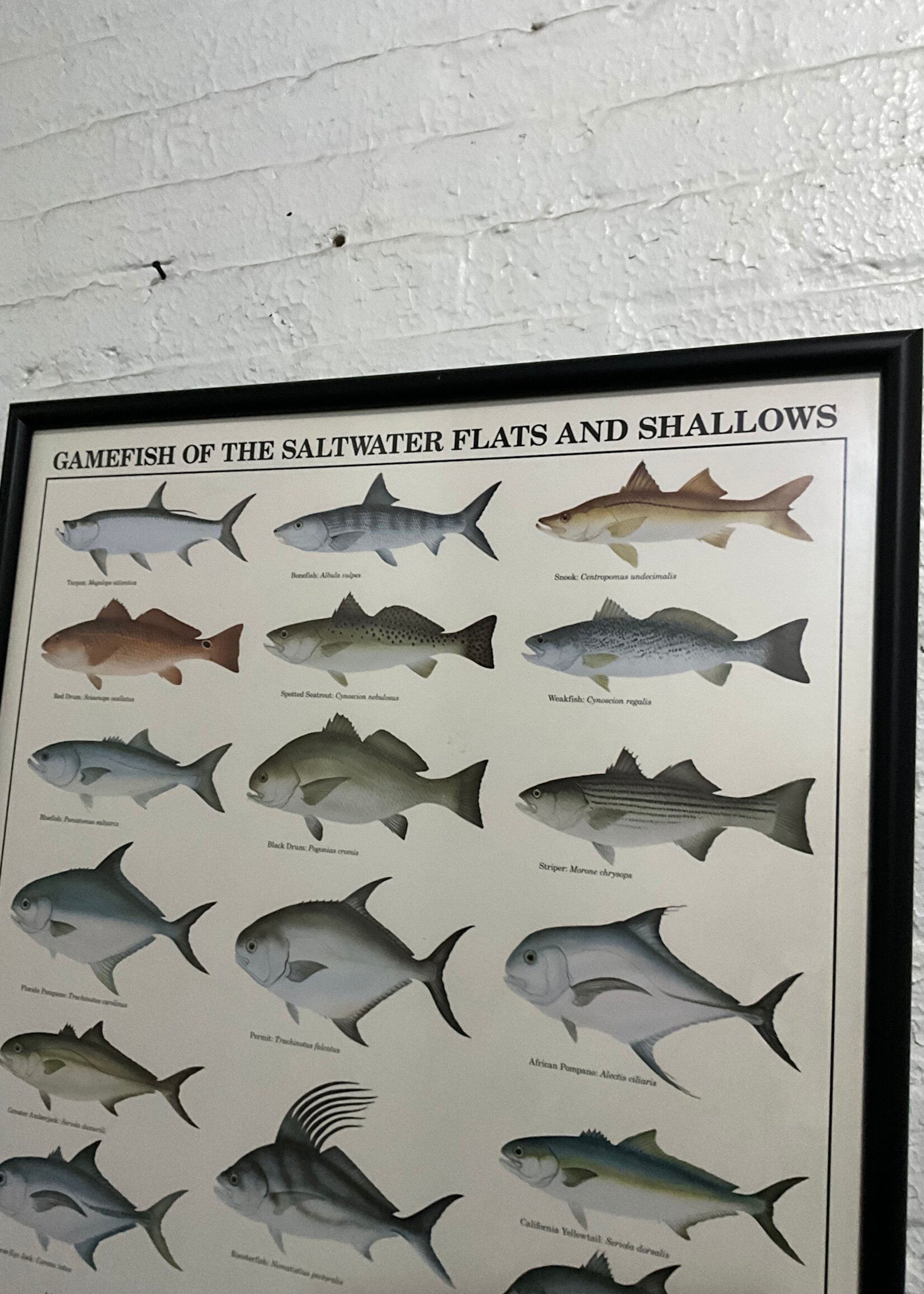 GOODWOOD Gamefish Poster