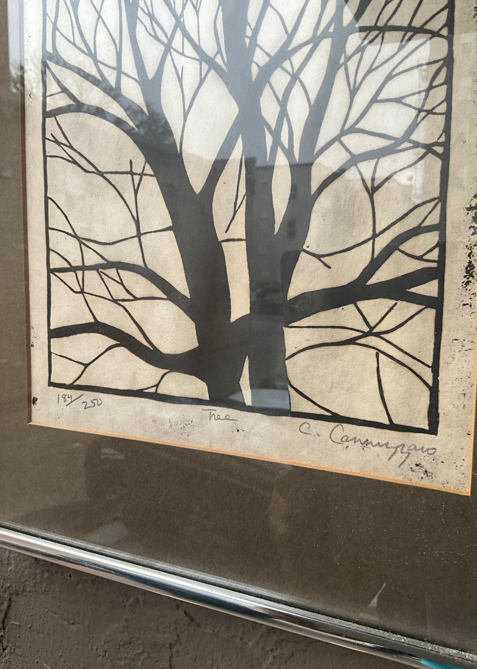 GOODWOOD Tree, Cannizzaro