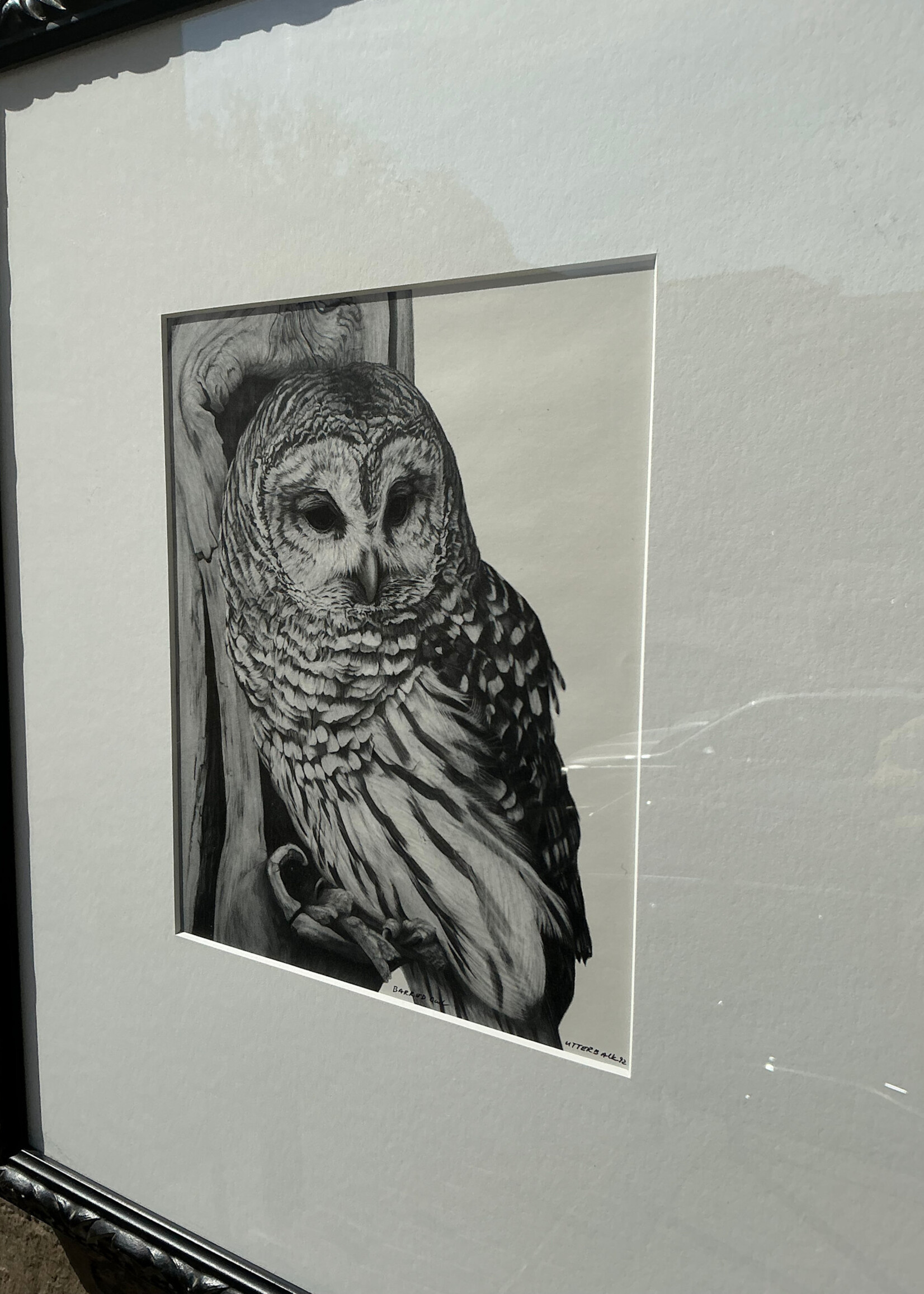 GOODWOOD Barred Owl Print, David Utterback