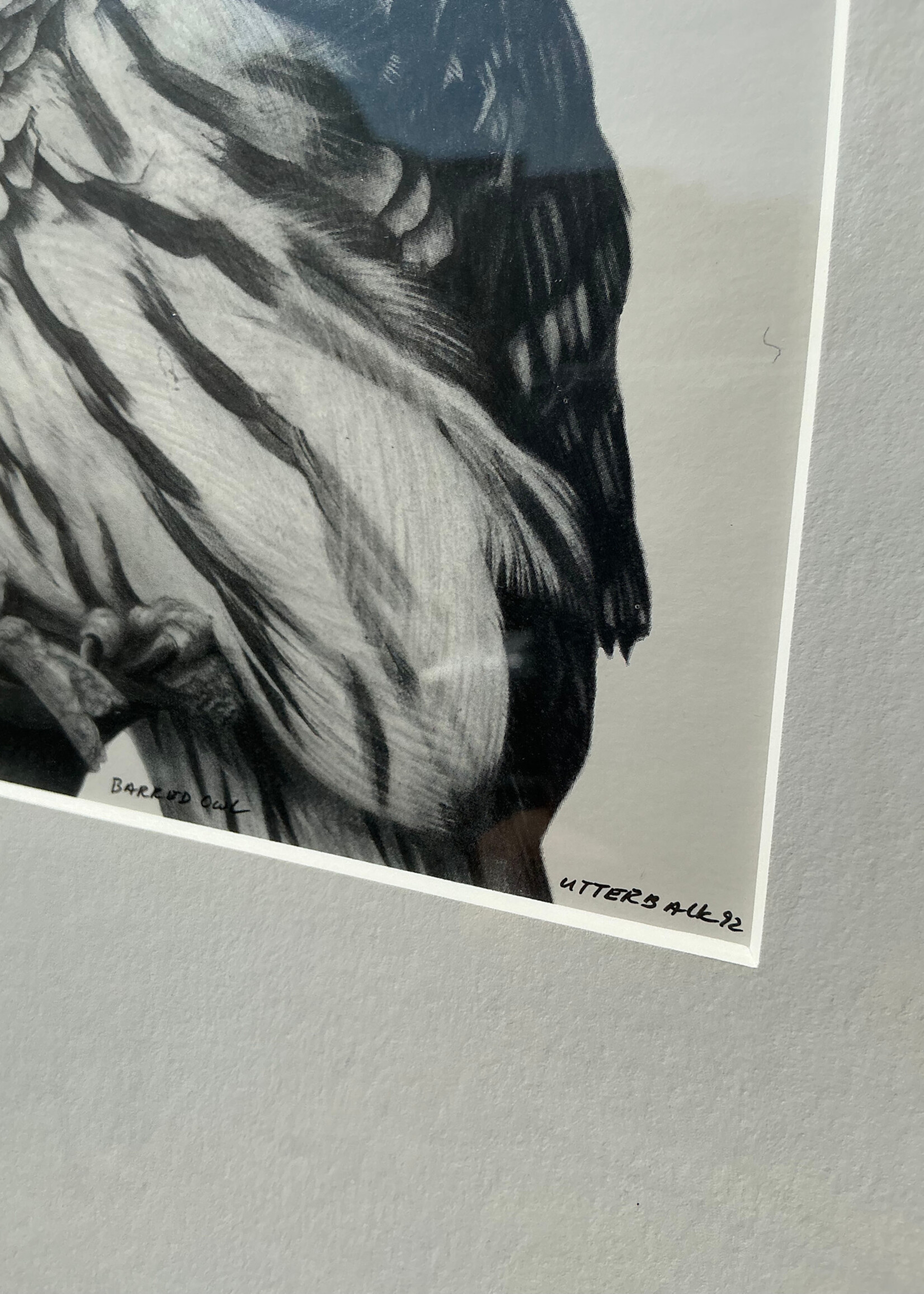 GOODWOOD Barred Owl Print, David Utterback