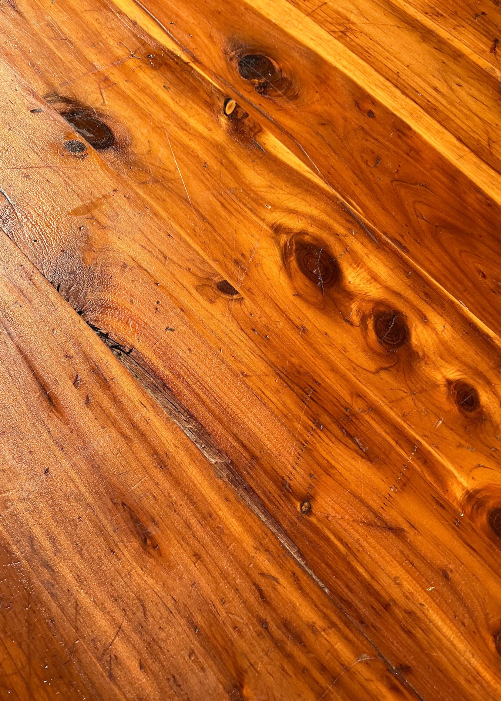 GOODWOOD Cedar Trunk