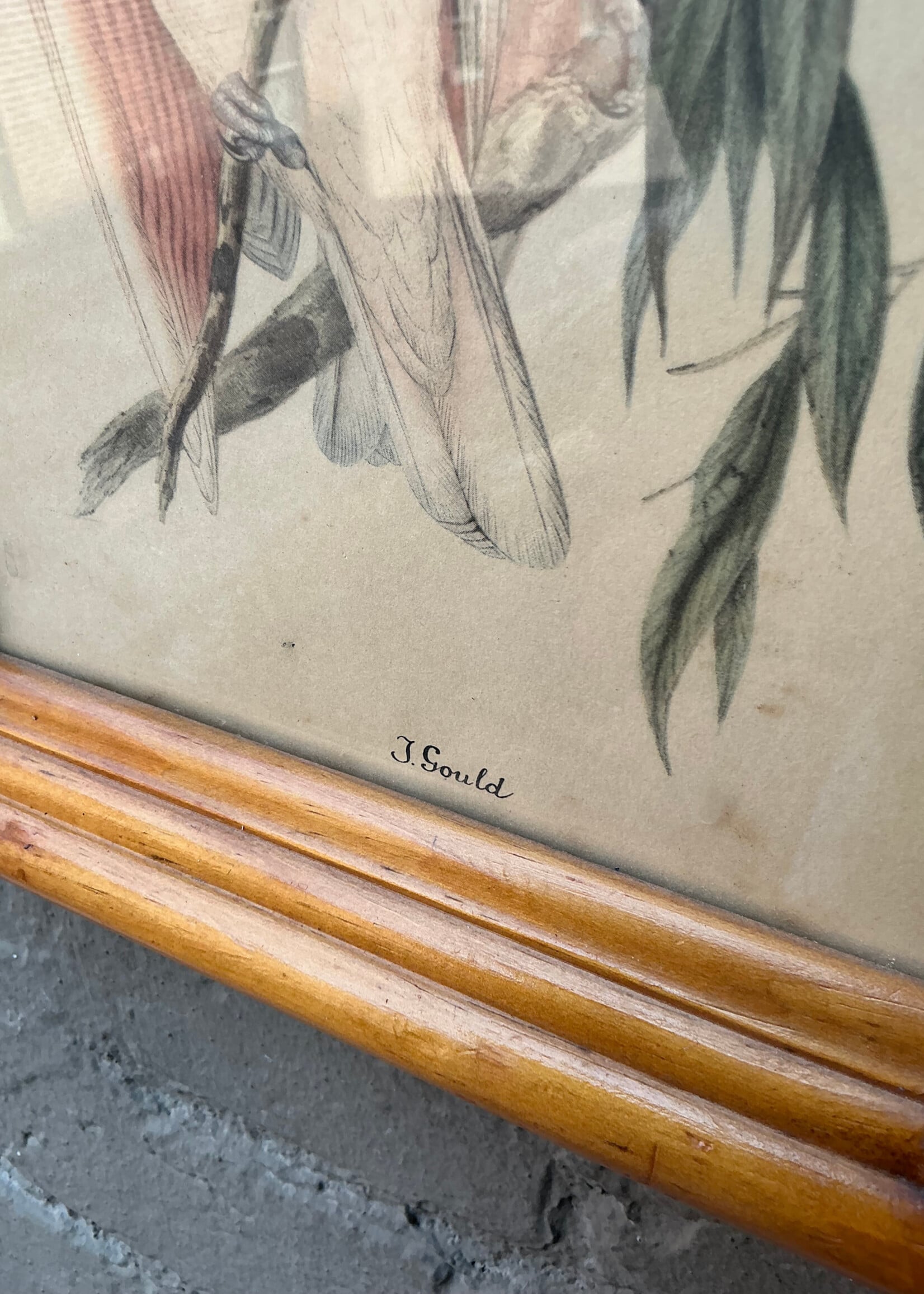 GOODWOOD J. Gould, Birds Print