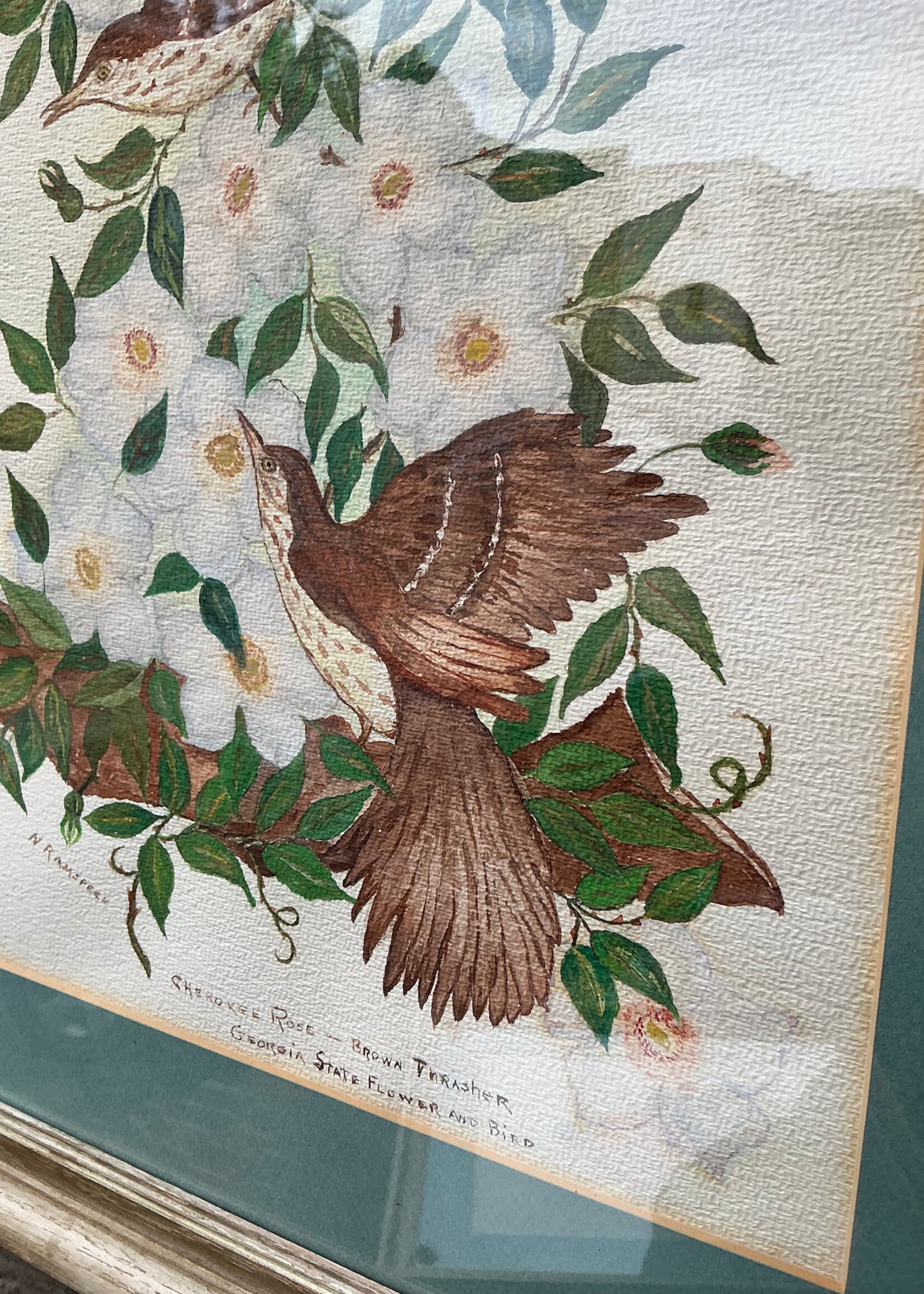 GOODWOOD Ornithological Watercolor
