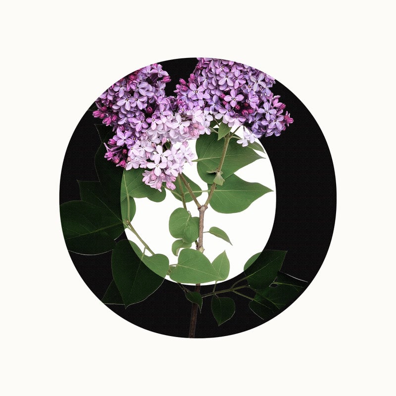 Le temps des lilas | Essence concentrée polyvalente pour parfumer