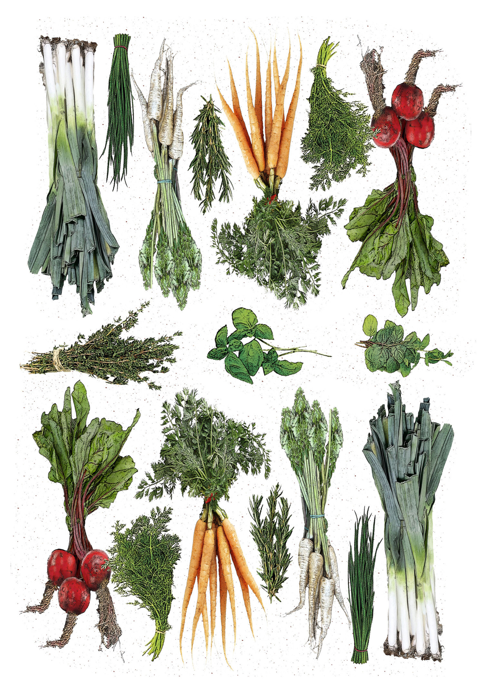 Alphie and Ollie vegetable and herbs cotton floursack kitchen towel 18 x 24 inches