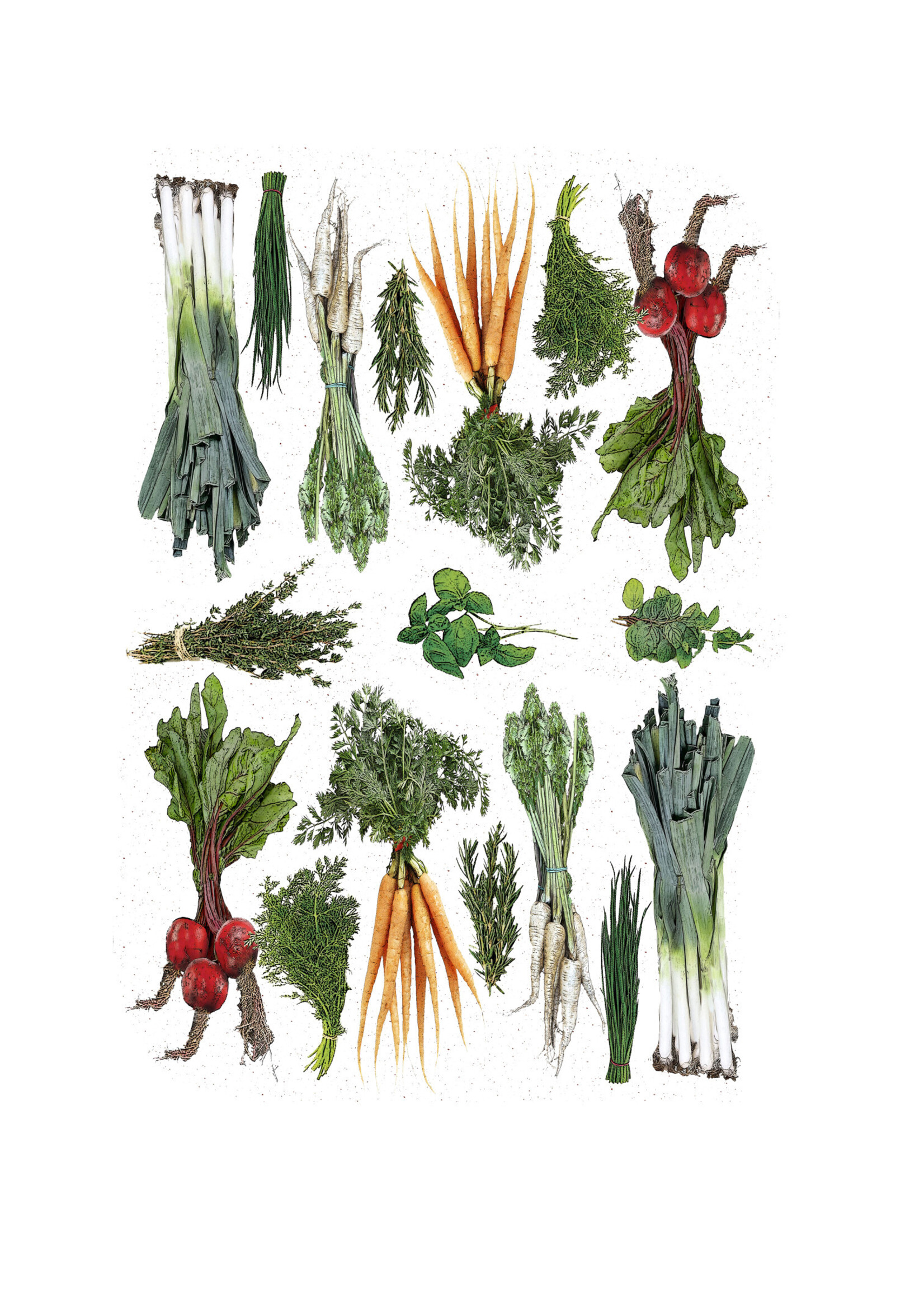 Alphie and Ollie vegetable and herbs cotton floursack kitchen towel 18 x 24 inches