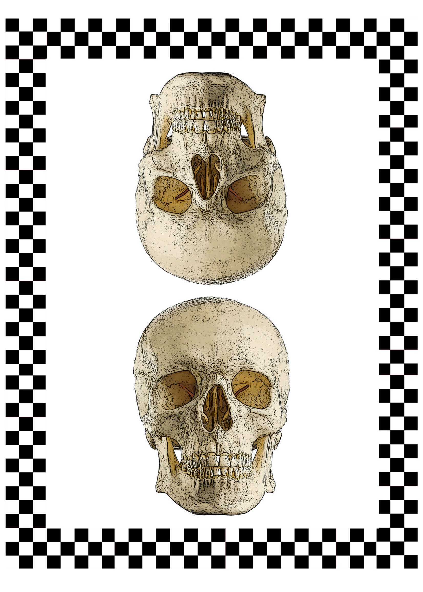 Alphie and Ollie skull and check cotton floursack kitchen towel 18 x 24 inches