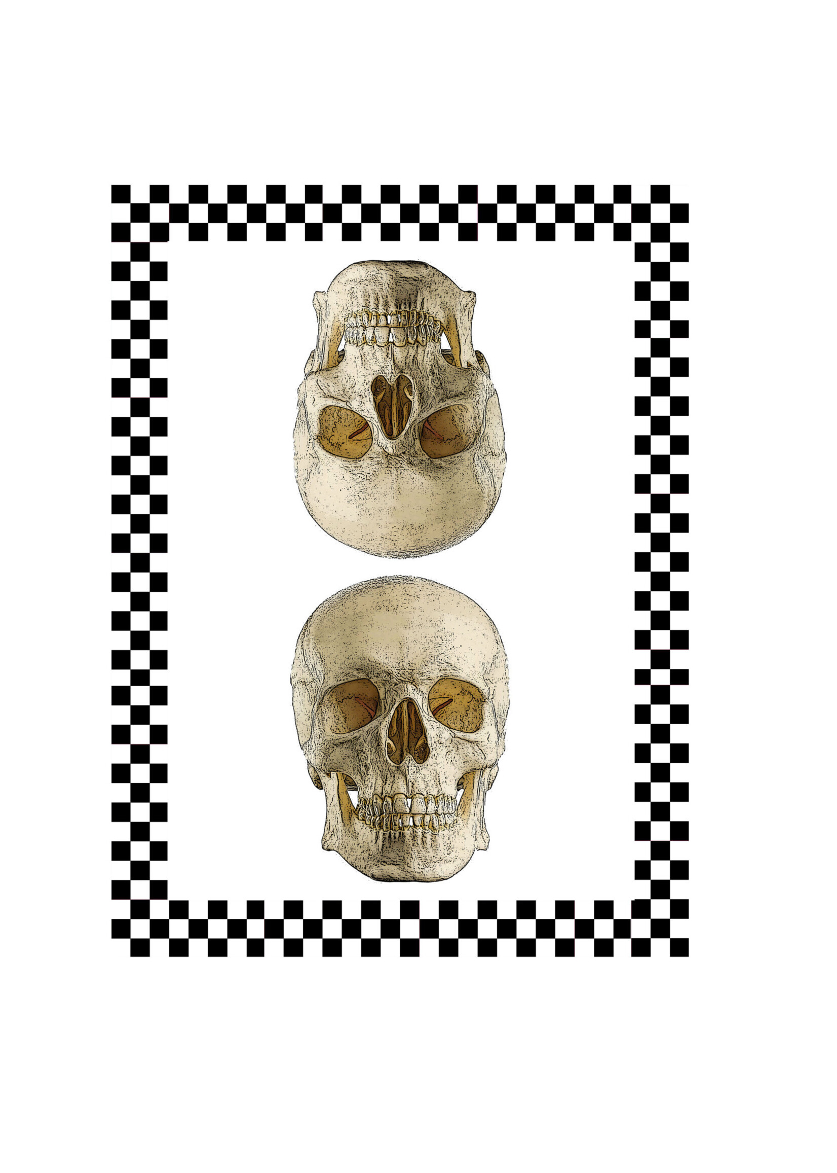 Alphie and Ollie skull and check cotton floursack kitchen towel 18 x 24 inches