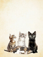 Alphie and Ollie Kitten kitchen towel