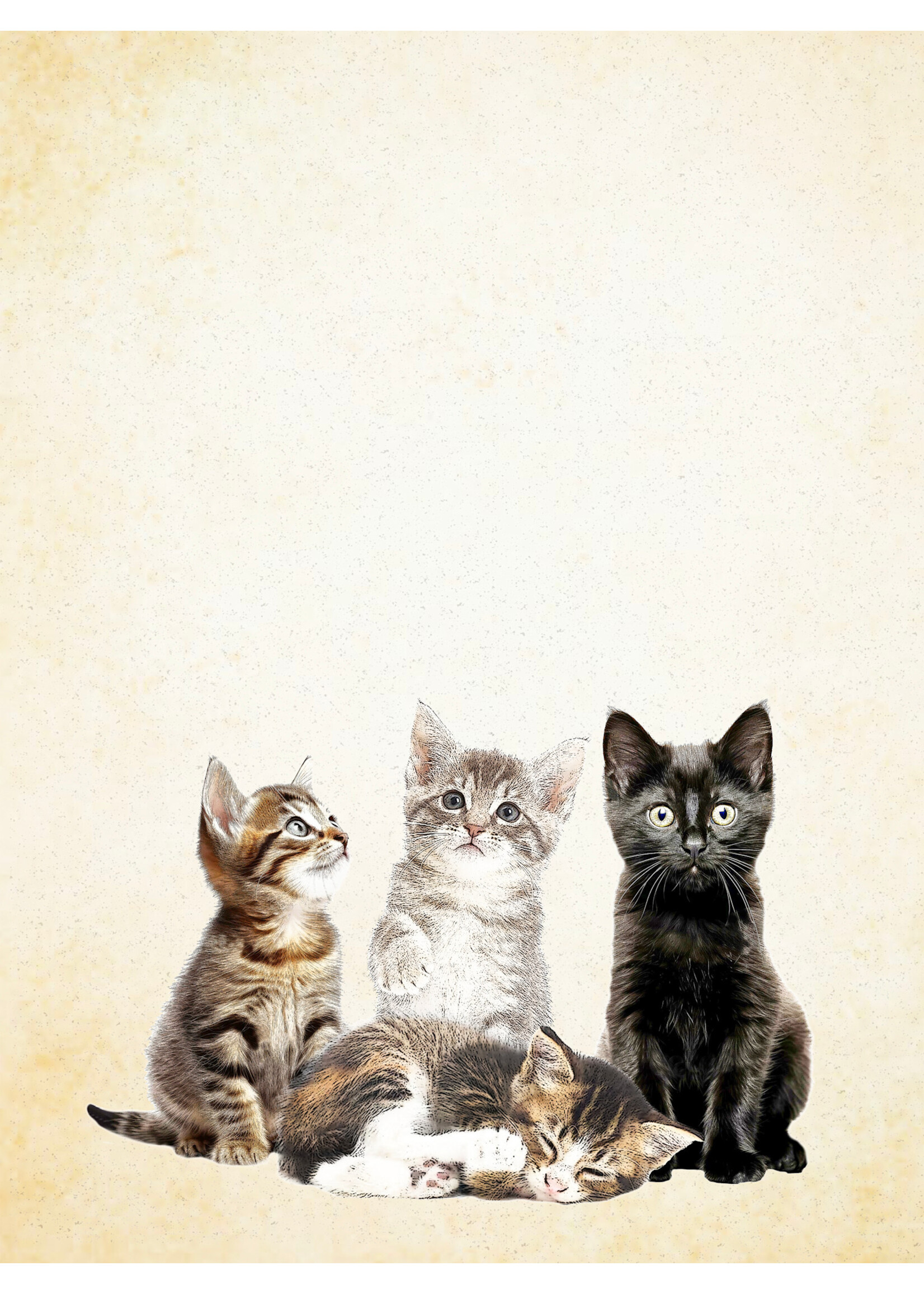 Alphie and Ollie Kitten kitchen towel