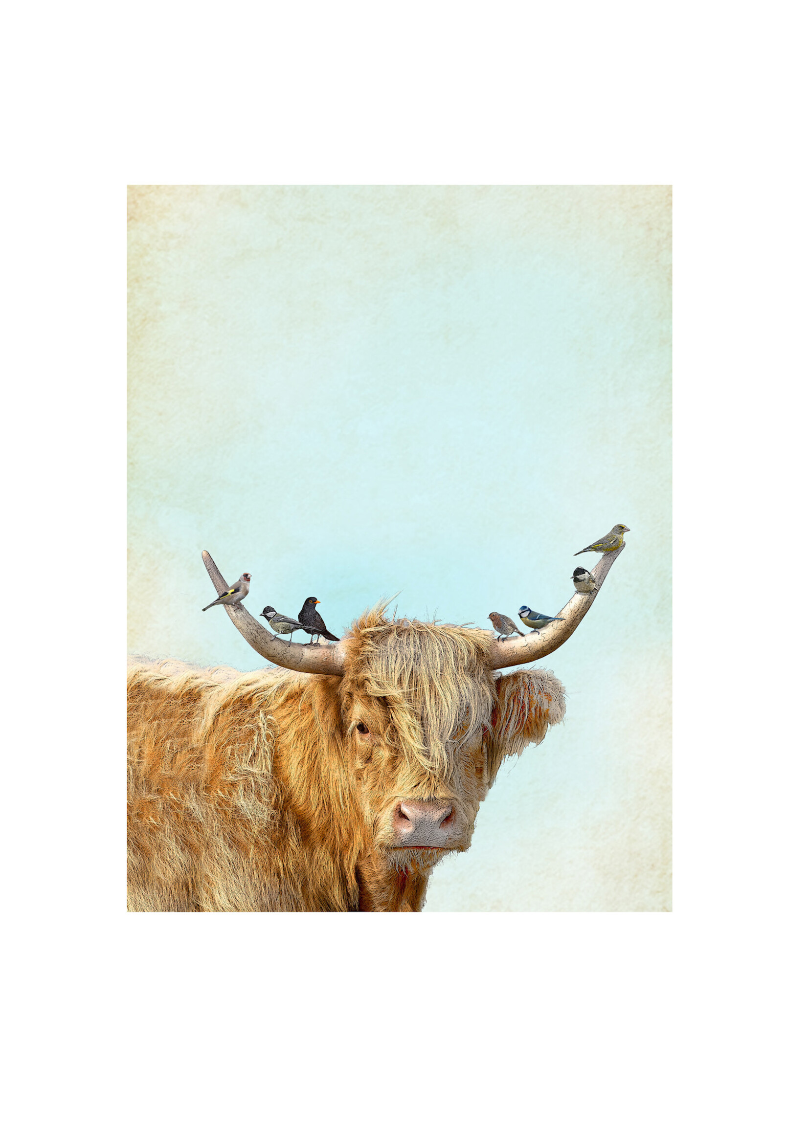 Alphie and Ollie highland cow kitchen towel