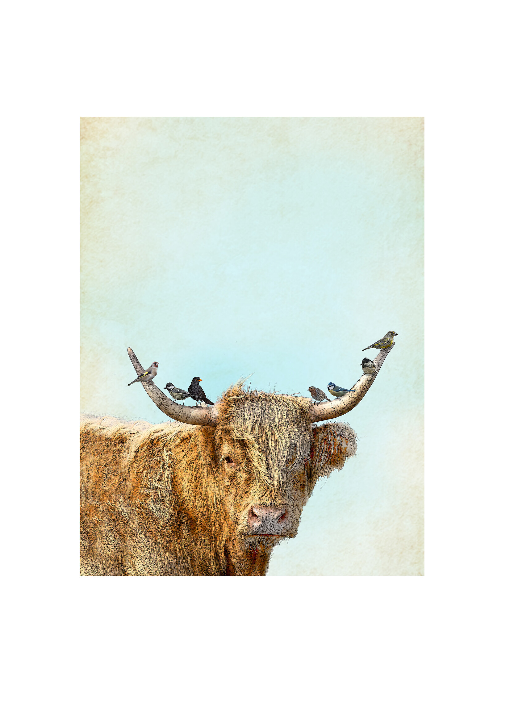 Alphie and Ollie highland cow kitchen towel