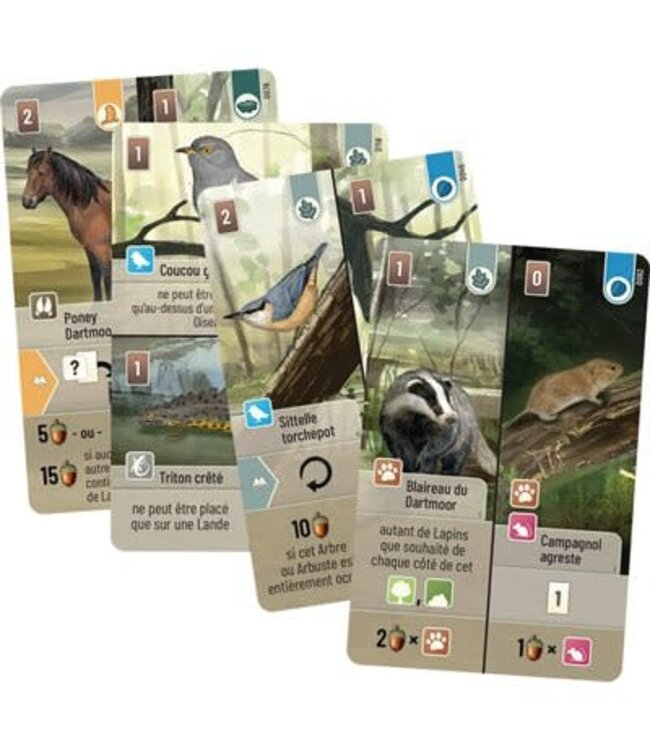 FORÊT MIXTE - DARTMOOR (FR)