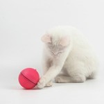 Pet Pals Magic LED Ball Cat
