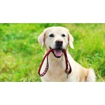 Collars, Leashes, Muzzles