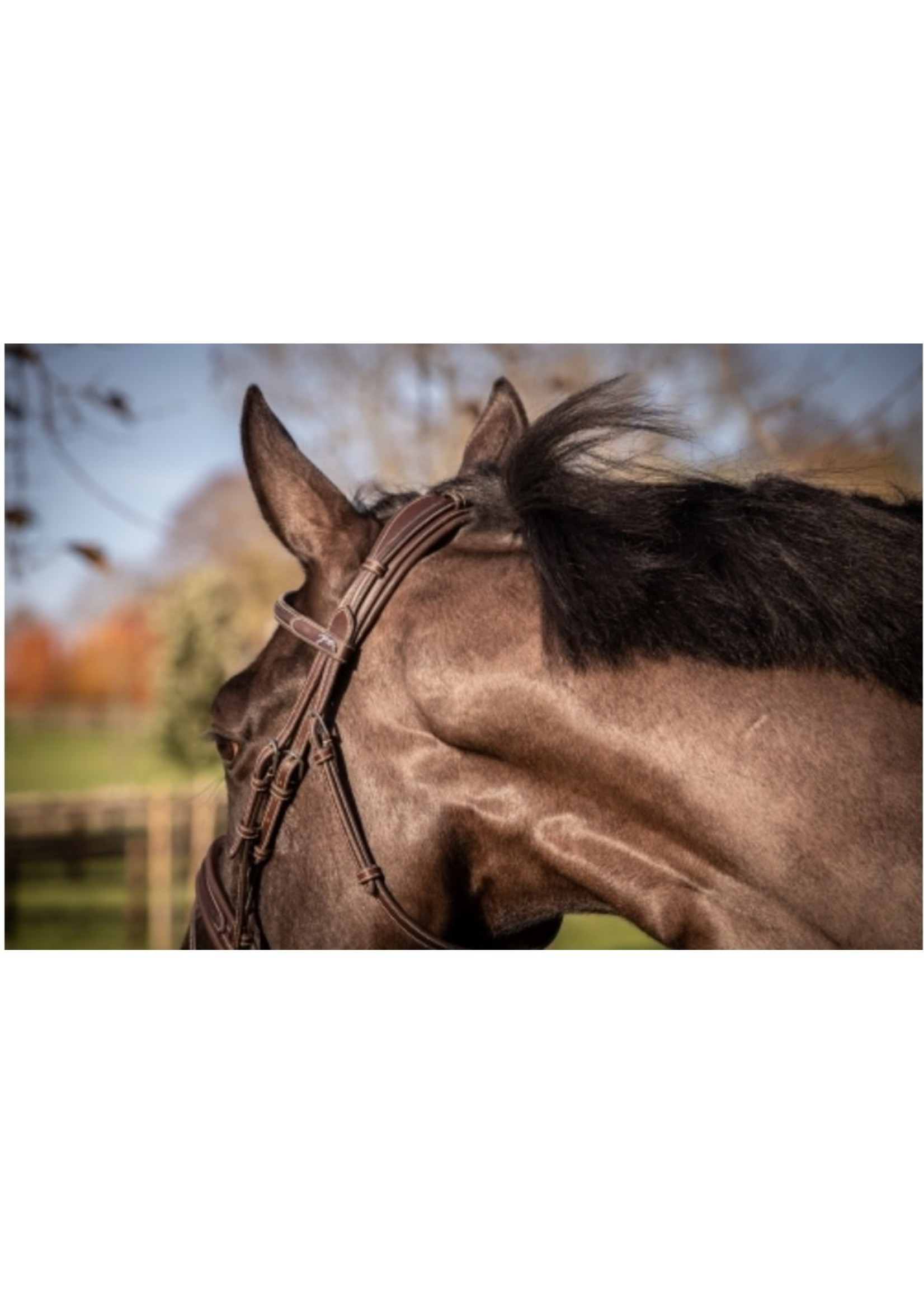 Pénélope Elegance Bridle