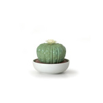 Lladro Astrophytum Cactus Diffuser -Gardens of Valencia Scent