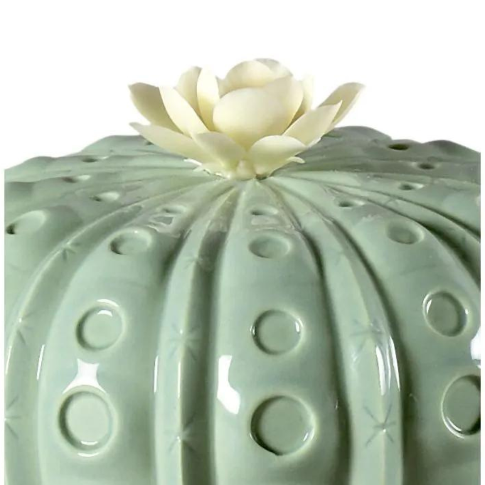 Lladro Astrophytum Cactus Diffuser -Gardens of Valencia Scent