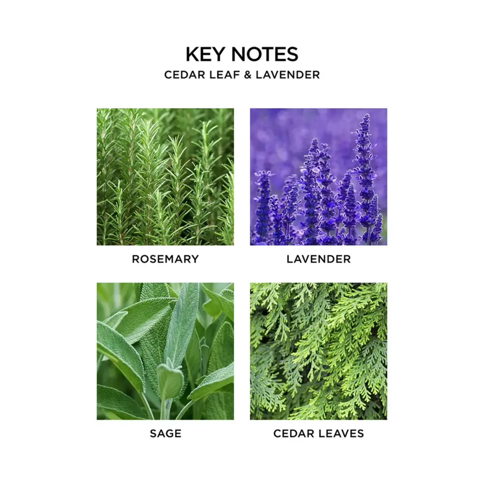 Nest Fragrances Cedar Leaf & Lavender Classic Candle
