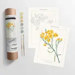 Coloready Greenstem Paperflower Botanical | Paint By Numbers Kit